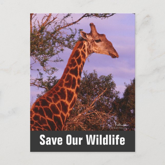 Giraffe Rette unsere Wildlife Postkarte (Vorderseite)