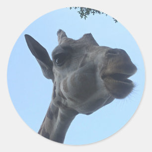 Giraffe Runder Aufkleber