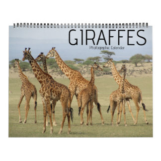 Giraffe Safari 2025 großer Kalender