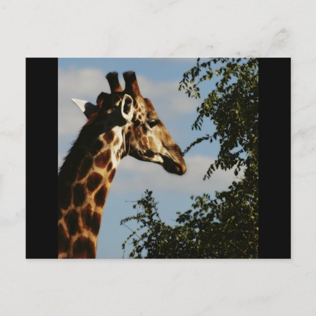 Giraffe Safari-Postkarten Postkarte (Vorderseite)