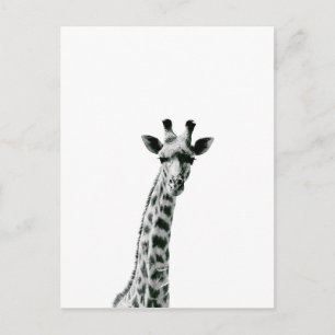 Giraffe Schwarz und Weiß Postkarte