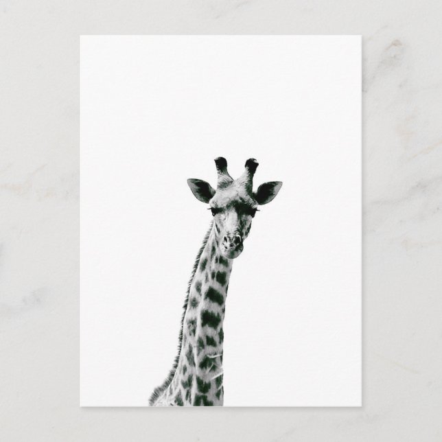 Giraffe Schwarz und Weiß Postkarte (Vorderseite)