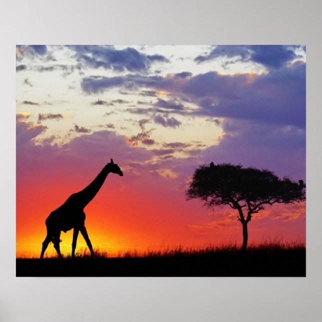 Giraffe, Silhouette bei Sonnenaufgang, Giraffa Poster (Vorne)