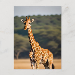 Giraffe Stehend Tall Postkarte