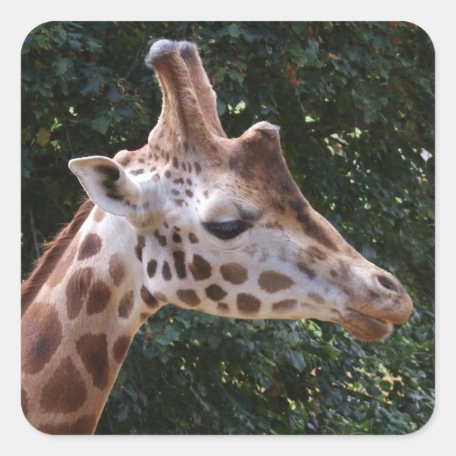 Giraffe Stickers (Vorderseite)