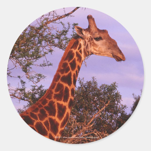 Giraffe Stickers (Vorderseite)