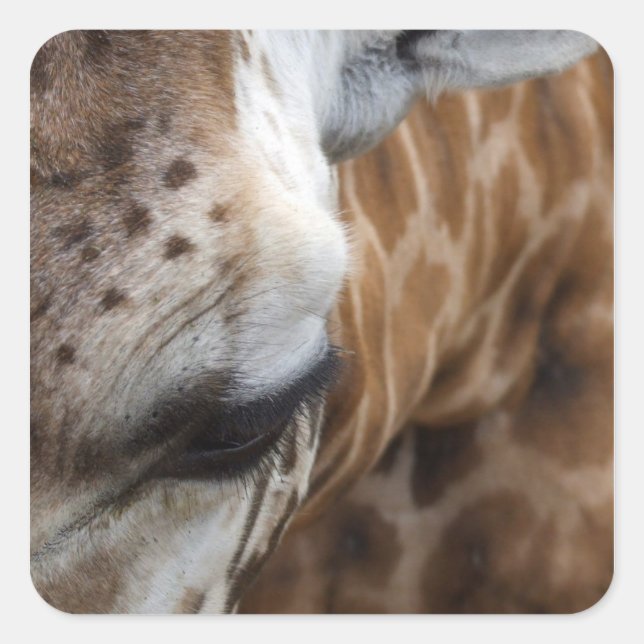 Giraffe Stickers (Vorderseite)