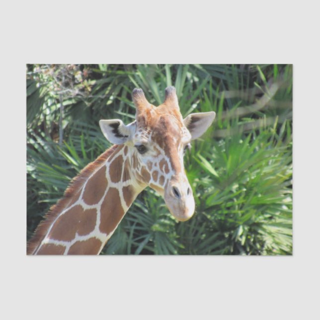 Giraffe Tissue Paper Seidenpapier (Vorderseite)