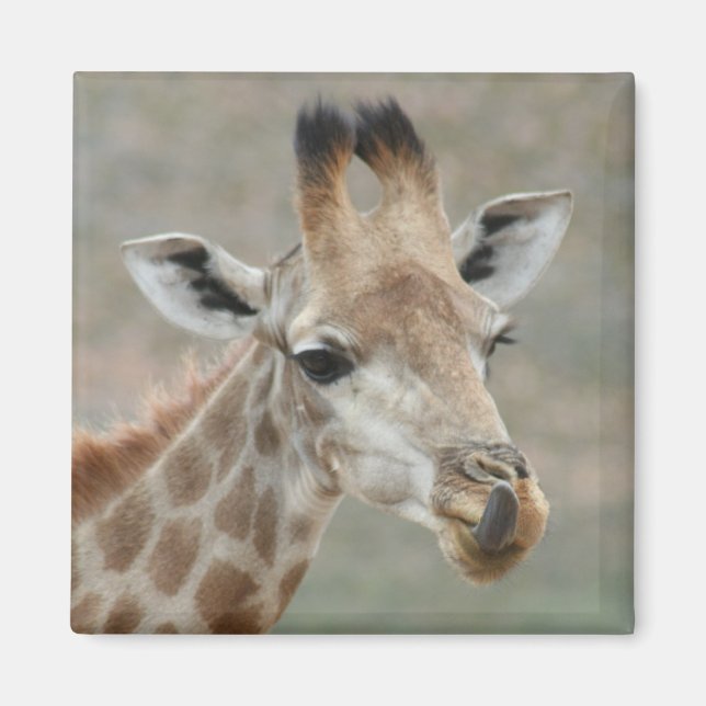 Giraffe Tongue Magnet (Vorne)