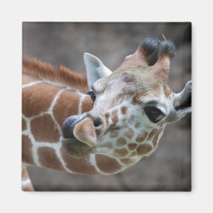 Giraffe Tongue Magnet