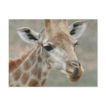 Giraffe Tongue Postcard