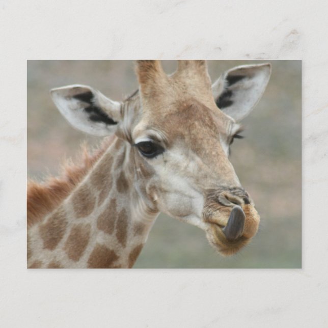 Giraffe Tongue Postcard Postkarte (Vorderseite)
