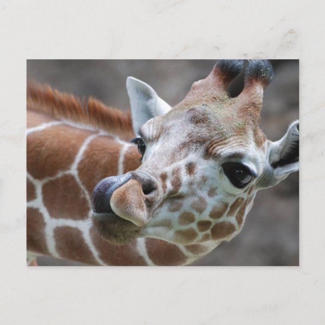 Giraffe Tongue Postcards Postkarte (Vorderseite)