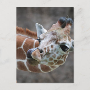 Giraffe Tongue Postcards Postkarte