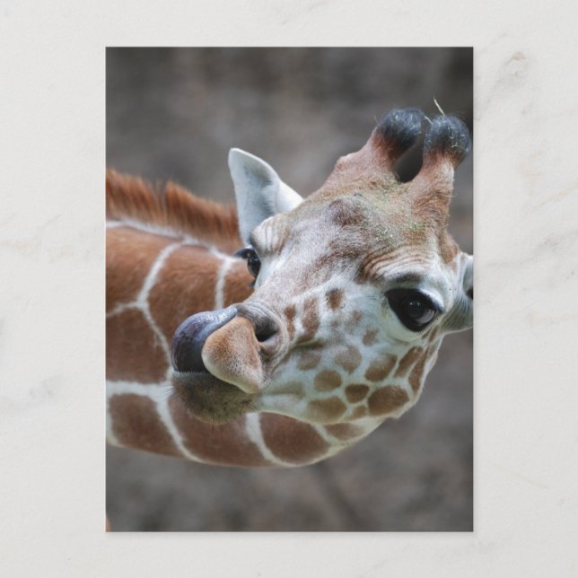 Giraffe Tongue Postcards Postkarte (Vorderseite)