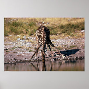 Giraffe - Trinken Poster