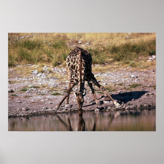 Giraffe - Trinken Poster (Vorne)