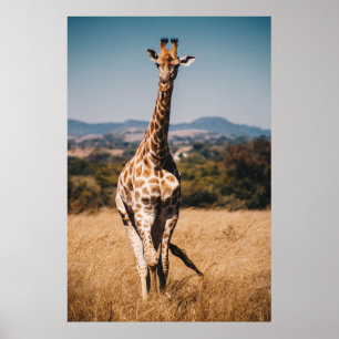 GIRAFFE UMGEBEN VON BROWN GRASS POSTER