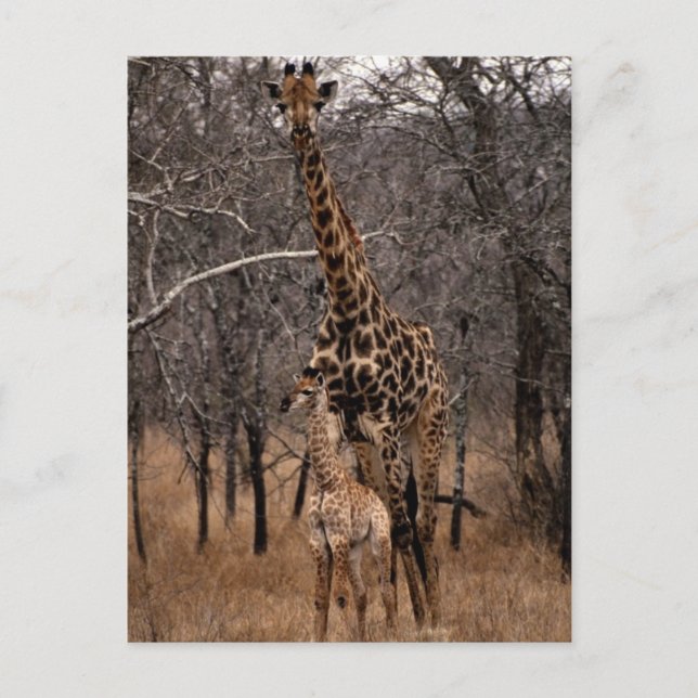 Giraffe und Baby Giraffe Postkarte (Vorderseite)