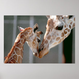 Giraffe und Babyausdruck Poster