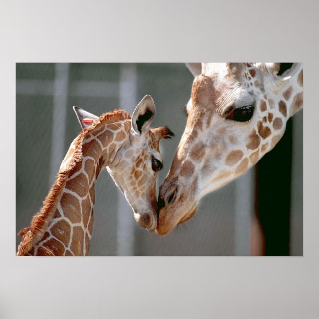 Giraffe und Babyausdruck Poster (Vorne)