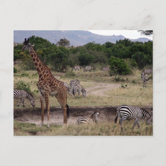 Giraffe und Zebra Postkarte (Vorderseite)