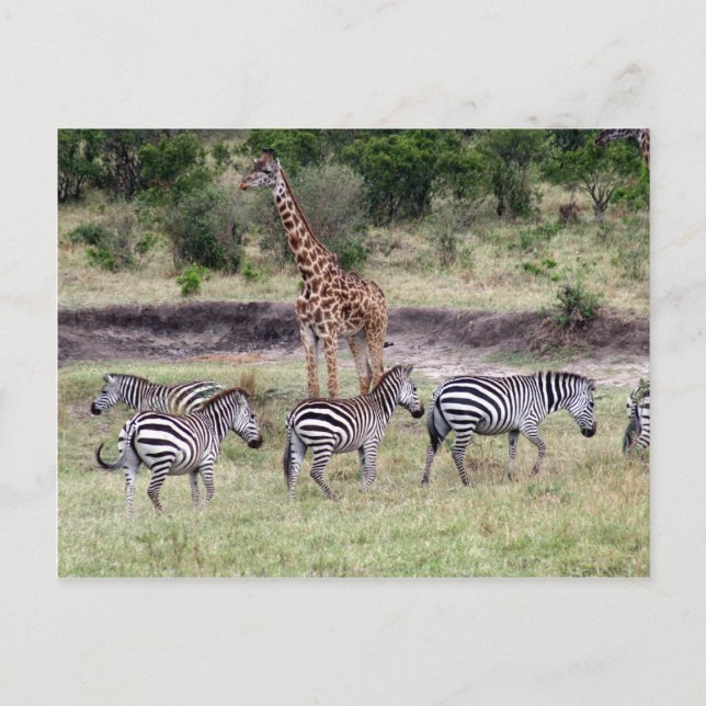 Giraffe und Zebras Postkarte (Vorderseite)