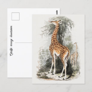 Giraffe Vintage Abbildung Postkarte