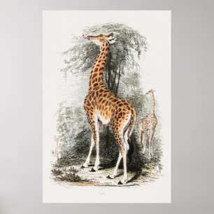 Giraffe-Vintage-Illustration Poster