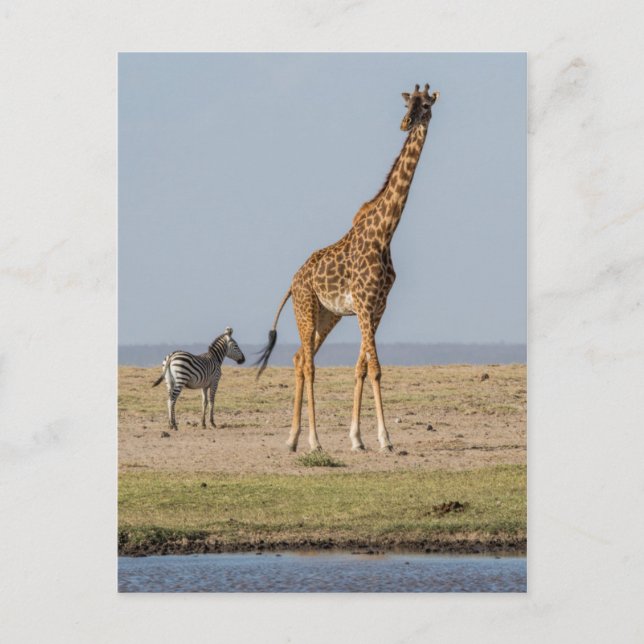 Giraffe von Waterhole Postkarte (Vorderseite)