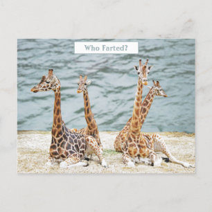 Giraffe Water Fun Foto - Vier Giraffen sitzen Feiertagspostkarte