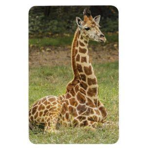 Giraffe Wildlife Magnet