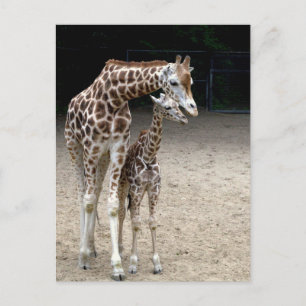 Giraffe with child postkarte