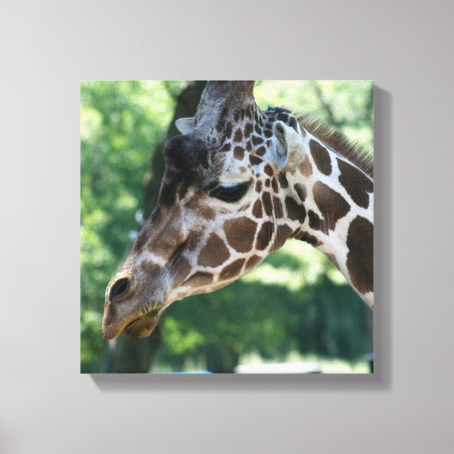 Giraffe Wrapped Canvas Leinwanddruck (Vorderseite)
