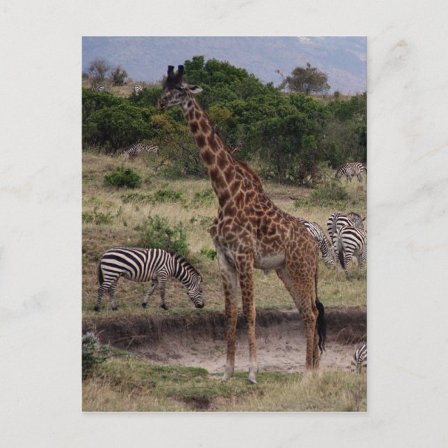 Giraffe zebra postkarte (Vorderseite)