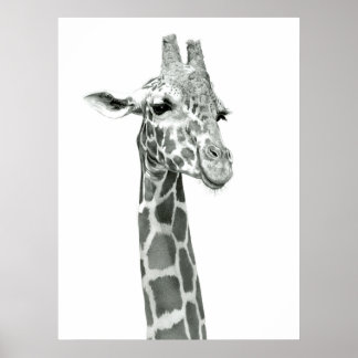 Giraffe Zeichnend Poster