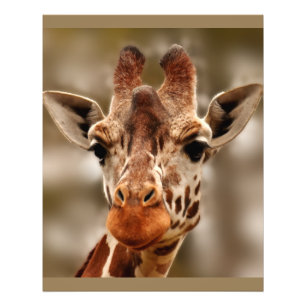 Giraffe Zoo Animal Portrait Wild Fotodruck