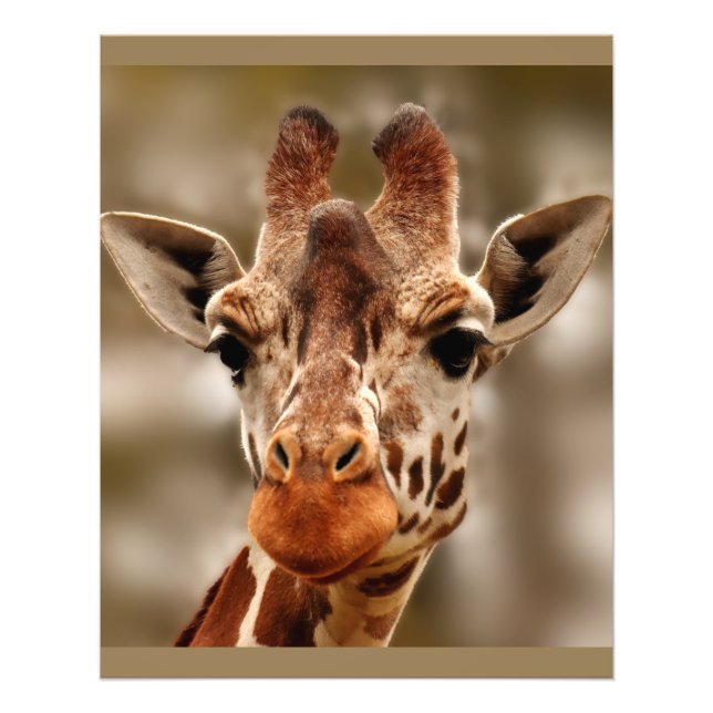 Giraffe Zoo Animal Portrait Wild Fotodruck (Vorne)