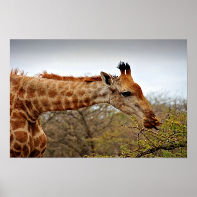 Giraffe Zulu Nyala Game Reserve Südafrika Poster (Vorne)
