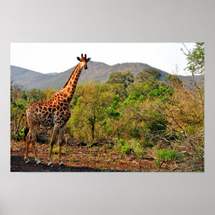 Giraffe Zulu Nyala Game Reserve Südafrika Poster