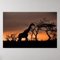Giraffe Zulu Nyala Game Reserve Südafrika