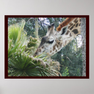 Giraffe zum Mittagessen Poster
