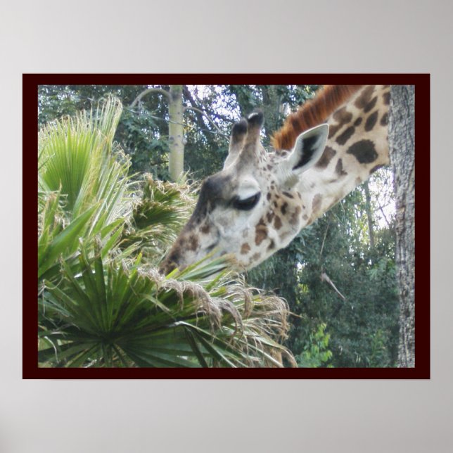 Giraffe zum Mittagessen Poster (Vorne)