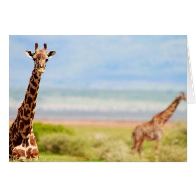 Giraffen (Vorderseite (Horizontal))