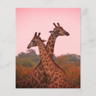 Giraffen