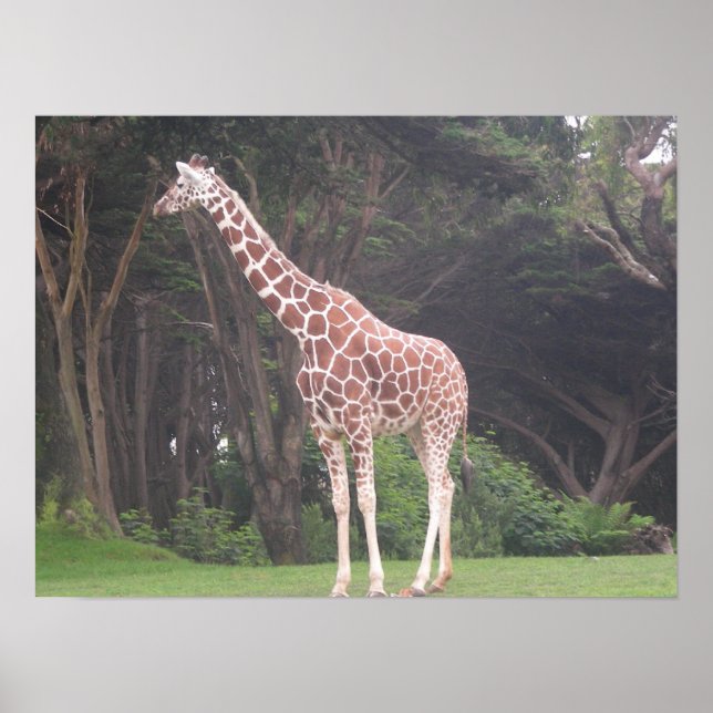 Giraffen 002 Leinwand Poster (Vorne)