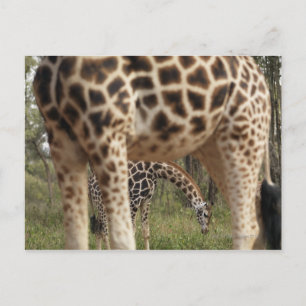 Giraffen 2 postkarte