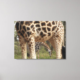 Giraffen 4 leinwanddruck