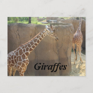 Giraffen # 6 postkarte