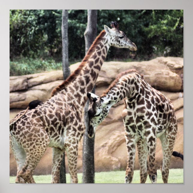 Giraffen abspielen Print Poster (Vorne)